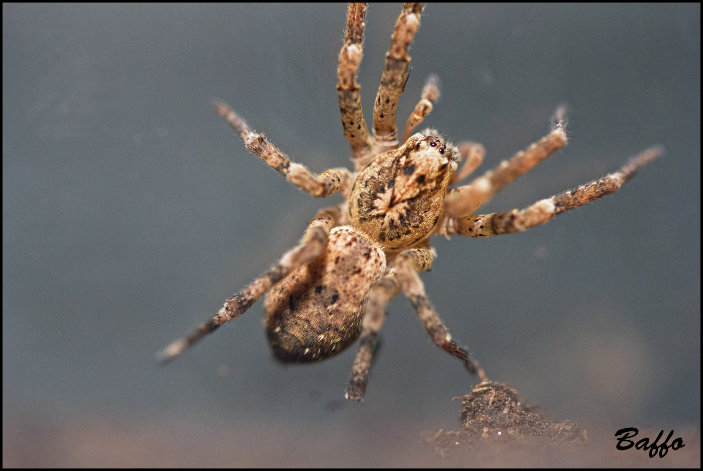 Agelenidae? No. Femmina di Zoropsis sp.
